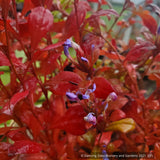Ground Covers ~ Ceratostigma plumbaginoides, Plumbago ~ Dancing Oaks Nursery and Gardens ~ Retail Nursery ~ Mail Order Nursery