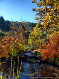 Trees ~ Pinus contorta var. latifolia 'Chief Joseph', Dwarf Lodgepole Pine ~ Dancing Oaks Nursery and Gardens ~ Retail Nursery ~ Mail Order Nursery