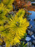Trees ~ Pinus contorta var. latifolia 'Chief Joseph', Dwarf Lodgepole Pine ~ Dancing Oaks Nursery and Gardens ~ Retail Nursery ~ Mail Order Nursery