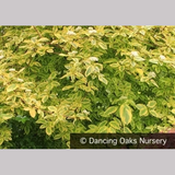 Shrubs ~ Cornus sericea 'Hedgerows Gold', Variegated Red Twig Dogwood ~ Dancing Oaks Nursery and Gardens ~ Retail Nursery ~ Mail Order Nursery