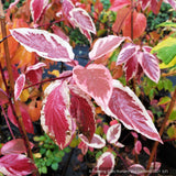 Shrubs ~ Cornus sericea 'Hedgerows Gold', Variegated Red Twig Dogwood ~ Dancing Oaks Nursery and Gardens ~ Retail Nursery ~ Mail Order Nursery