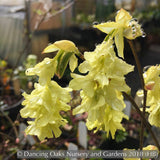 Shrubs ~ Corylopsis glabrescens 'Longwood Chimes', Winter Hazel ~ Dancing Oaks Nursery and Gardens ~ Retail Nursery ~ Mail Order Nursery