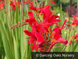 Bulbs & Tubers ~ Crocosmia 'Lucifer', Crocosmia ~ Dancing Oaks Nursery and Gardens ~ Retail Nursery ~ Mail Order Nursery