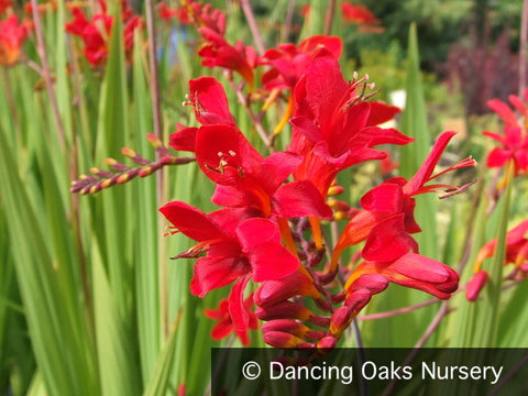 Bulbs & Tubers ~ Crocosmia 'Lucifer', Crocosmia ~ Dancing Oaks Nursery and Gardens ~ Retail Nursery ~ Mail Order Nursery