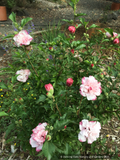 Shrubs ~ Hibiscus syriacus 'Danica', Shrub Hibiscus, Rose of Sharon ~ Dancing Oaks Nursery and Gardens ~ Retail Nursery ~ Mail Order Nursery