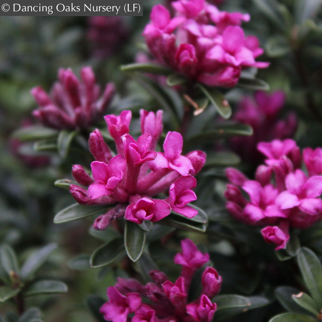 Daphne x rollsdorfii 'Wilhelm Schacht' – Dancing Oaks Nursery and