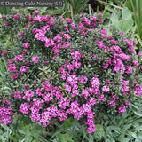 Shrubs ~ Daphne x rollsdorfii 'Wilhelm Schacht' ~ Dancing Oaks Nursery and Gardens ~ Retail Nursery ~ Mail Order Nursery