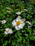 Perennials ~ Anemone 'Elfin Swan', Windflower ~ Dancing Oaks Nursery and Gardens ~ Retail Nursery ~ Mail Order Nursery