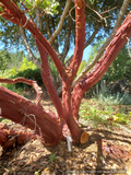 Shrubs ~ Arctostaphylos manzanita 'Elizabeth McClintock', Whiteleaf Manzanita ~ Dancing Oaks Nursery and Gardens ~ Retail Nursery ~ Mail Order Nursery