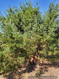 Shrubs ~ Arctostaphylos manzanita 'Elizabeth McClintock', Whiteleaf Manzanita ~ Dancing Oaks Nursery and Gardens ~ Retail Nursery ~ Mail Order Nursery