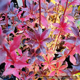Shrubs ~ Enkianthus campanulatus 'Showy Lantern', Redvein Enkianthus ~ Dancing Oaks Nursery and Gardens ~ Retail Nursery ~ Mail Order Nursery