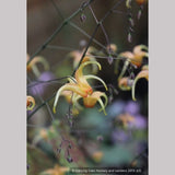Perennials ~ Epimedium 'Amber Queen' PPAF, Barrenwort or Fairy Wings ~ Dancing Oaks Nursery and Gardens ~ Retail Nursery ~ Mail Order Nursery