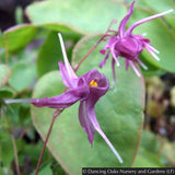 Perennials ~ Epimedium grandiflorum 'Purple Pixie', Barrenwort ~ Dancing Oaks Nursery and Gardens ~ Retail Nursery ~ Mail Order Nursery