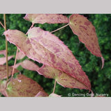 Perennials ~ Epimedium x 'Pink Champagne', Barrenwort ~ Dancing Oaks Nursery and Gardens ~ Retail Nursery ~ Mail Order Nursery