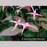 Perennials ~ Epimedium x 'Pink Champagne', Barrenwort ~ Dancing Oaks Nursery and Gardens ~ Retail Nursery ~ Mail Order Nursery