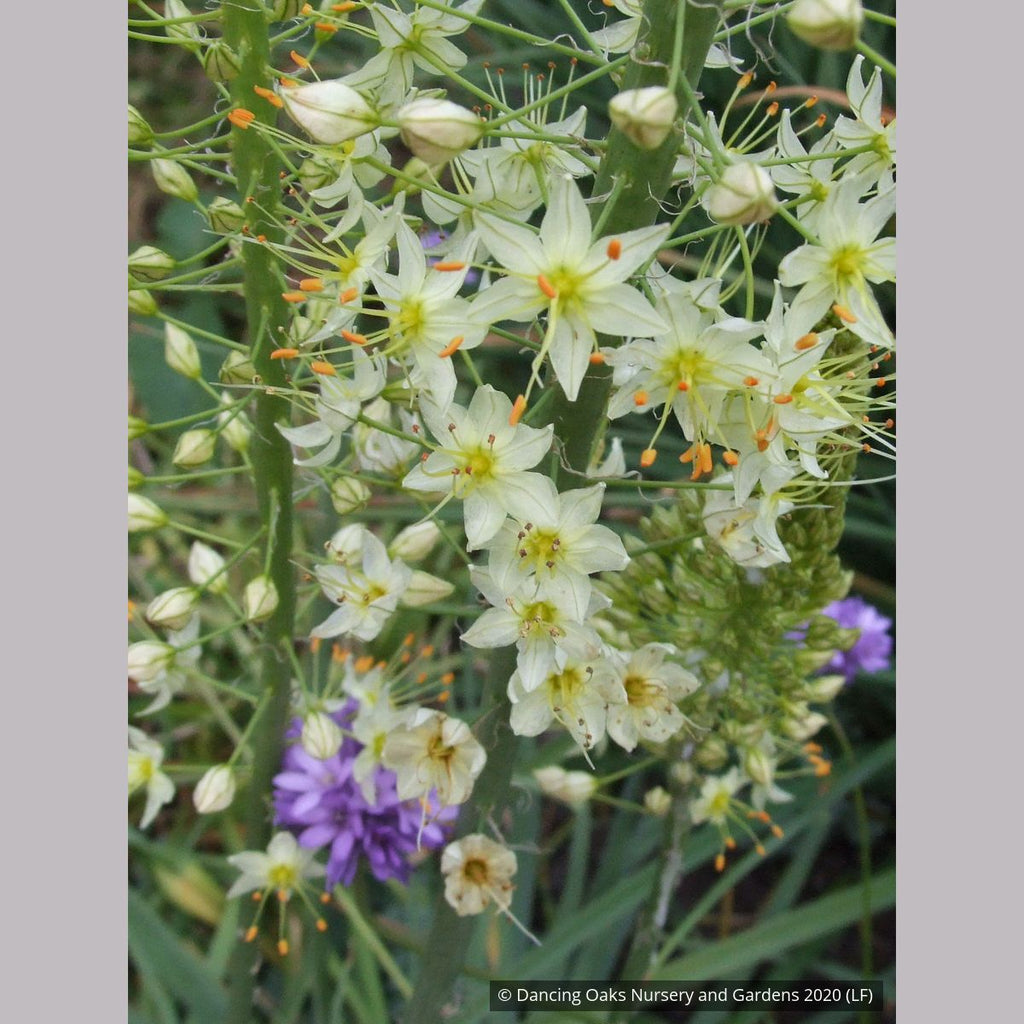 lily white website Eremurus Ruiter Hybrid 'White Beauty', Foxtail Lily – Dancing Oaks Nursery and Gardens
