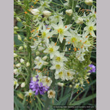 Bulbs & Tubers ~ Eremurus 'White Beauty', Foxtail Lily ~ Dancing Oaks Nursery and Gardens ~ Retail Nursery ~ Mail Order Nursery
