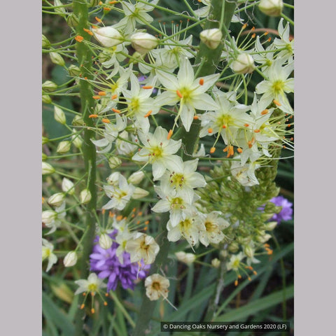 Bulbs & Tubers ~ Eremurus 'White Beauty', Foxtail Lily ~ Dancing Oaks Nursery and Gardens ~ Retail Nursery ~ Mail Order Nursery