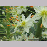 Bulbs & Tubers ~ Eremurus 'White Beauty', Foxtail Lily ~ Dancing Oaks Nursery and Gardens ~ Retail Nursery ~ Mail Order Nursery