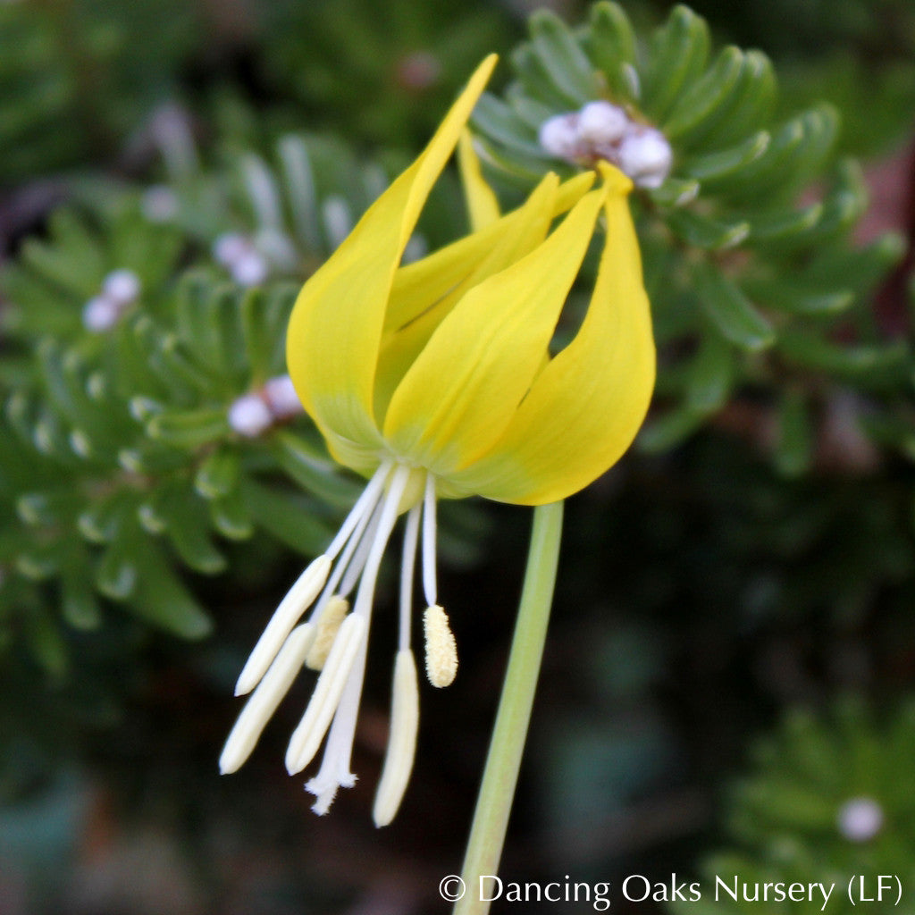 Bulbs & Tubers ~ Erythronium grandiflorum, Glacier Lily ~ Dancing Oaks Nursery and Gardens ~ Retail Nursery ~ Mail Order Nursery