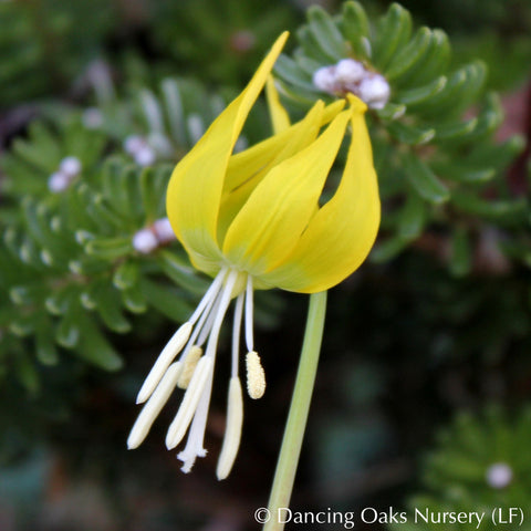 Bulbs & Tubers ~ Erythronium grandiflorum, Glacier Lily ~ Dancing Oaks Nursery and Gardens ~ Retail Nursery ~ Mail Order Nursery