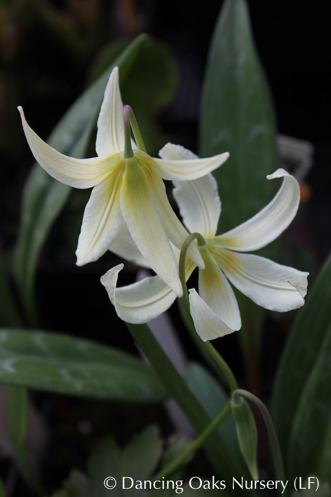 Erythronium oregonum, Oregon Giant White Fawn Lily