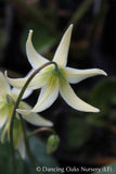 Bulbs & Tubers ~ Erythronium oregonum, Oregon Giant White Fawn Lily ~ Dancing Oaks Nursery and Gardens ~ Retail Nursery ~ Mail Order Nursery