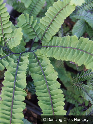Ferns ~ Adiantum aleuticum 'Subpumilum', Dwarf Western Maidenhair Fern ~ Dancing Oaks Nursery and Gardens ~ Retail Nursery ~ Mail Order Nursery