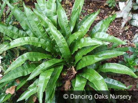 Ferns ~ Asplenium (syn. Phyllitis) scolopendrium, Hart's Tongue Fern ~ Dancing Oaks Nursery and Gardens ~ Retail Nursery ~ Mail Order Nursery
