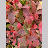 Shrubs ~ Fothergilla gardenii 'Jane Platt', Dwarf Fothergilla ~ Dancing Oaks Nursery and Gardens ~ Retail Nursery ~ Mail Order Nursery