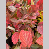 Shrubs ~ Fothergilla gardenii 'Jane Platt', Dwarf Fothergilla ~ Dancing Oaks Nursery and Gardens ~ Retail Nursery ~ Mail Order Nursery