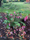 Perennials ~ Fuchsia 'Foxgrove Wood', Hardy Fuchsia ~ Dancing Oaks Nursery and Gardens ~ Retail Nursery ~ Mail Order Nursery