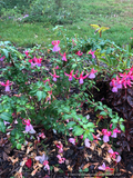 Perennials ~ Fuchsia 'Foxgrove Wood', Hardy Fuchsia ~ Dancing Oaks Nursery and Gardens ~ Retail Nursery ~ Mail Order Nursery