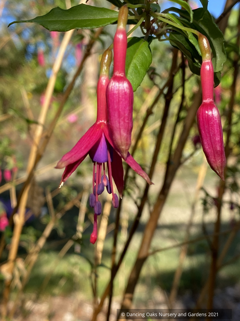 Fuchsia 'Lechlade Magician', Hardy Fuchsia – Dancing Oaks Nursery
