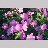 Perennials ~ Geranium oreganum, Native Geranium ~ Dancing Oaks Nursery and Gardens ~ Retail Nursery ~ Mail Order Nursery