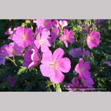 Perennials ~ Geranium oreganum, Native Geranium ~ Dancing Oaks Nursery and Gardens ~ Retail Nursery ~ Mail Order Nursery