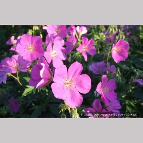 Perennials ~ Geranium oreganum, Native Geranium ~ Dancing Oaks Nursery and Gardens ~ Retail Nursery ~ Mail Order Nursery