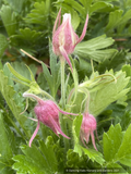 Geum triflorum, Prairie Smoke