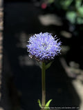 Perennials ~ Globularia trichosantha, Blue Globe Daisy ~ Dancing Oaks Nursery and Gardens ~ Retail Nursery ~ Mail Order Nursery