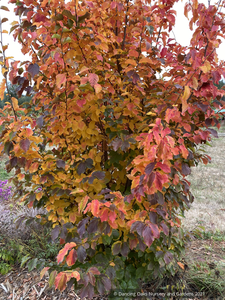 Trees ~ Parrotia persica 'Chrishaven I' Golden Bell Tower™, Columnar Ironwood ~ Dancing Oaks Nursery and Gardens ~ Retail Nursery ~ Mail Order Nursery