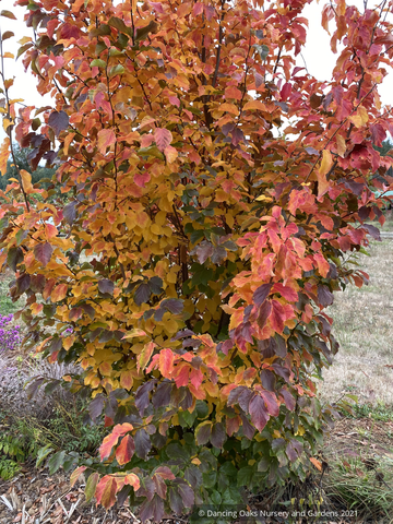 Trees ~ Parrotia persica 'Chrishaven I' Golden Bell Tower™, Columnar Ironwood ~ Dancing Oaks Nursery and Gardens ~ Retail Nursery ~ Mail Order Nursery