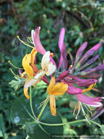 Vines ~ Lonicera x heckrottii 'Goldflame', Goldflame Honeysuckle ~ Dancing Oaks Nursery and Gardens ~ Retail Nursery ~ Mail Order Nursery