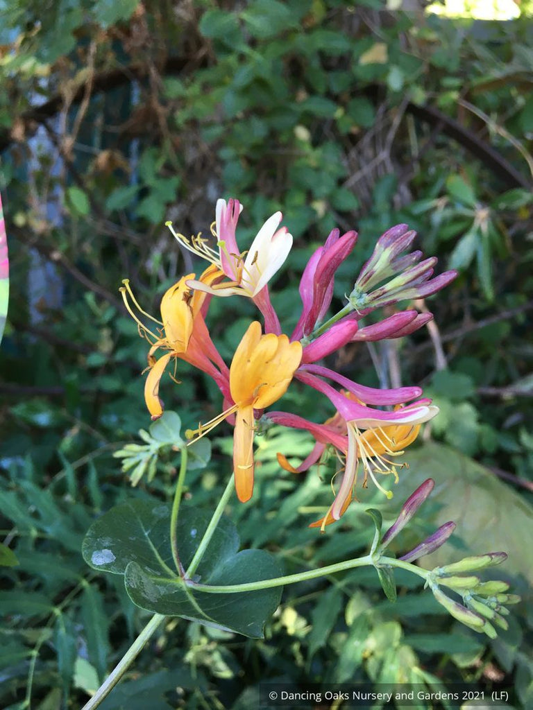 Lonicera x heckrottii 'Gold Flame' (syn. 'Goldflame'), Gold Flame Hone   Dancing Oaks Nursery and Gardens