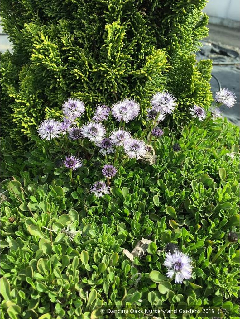 Perennials ~ Globularia cordifolia, Heart-leaved Globe Daisy ~ Dancing Oaks Nursery and Gardens ~ Retail Nursery ~ Mail Order Nursery