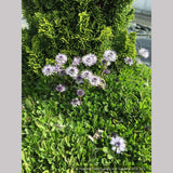 Perennials ~ Globularia cordifolia, Heart-leaved Globe Daisy ~ Dancing Oaks Nursery and Gardens ~ Retail Nursery ~ Mail Order Nursery