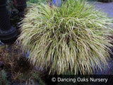 Grasses ~ Acorus gramineus 'Ogon', Variegated Sweet Flag ~ Dancing Oaks Nursery and Gardens ~ Retail Nursery ~ Mail Order Nursery