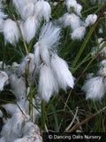 Grasses ~ Eriophorum angustifolium, Cotton Grass ~ Dancing Oaks Nursery and Gardens ~ Retail Nursery ~ Mail Order Nursery