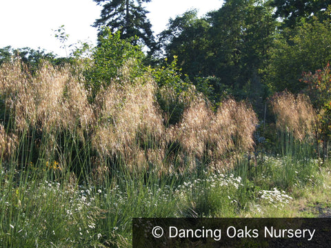 Grasses ~ Stipa gigantea, Giant Feather Grass ~ Dancing Oaks Nursery and Gardens ~ Retail Nursery ~ Mail Order Nursery