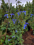 Perennials ~ Salvia patens 'Guanajuato', Guanajuato Gentian Sage ~ Dancing Oaks Nursery and Gardens ~ Retail Nursery ~ Mail Order Nursery
