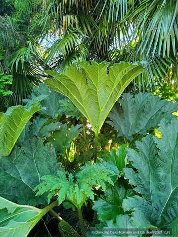 Perennials ~ Gunnera tinctoria, Chilean Rhubarb ~ Dancing Oaks Nursery and Gardens ~ Retail Nursery ~ Mail Order Nursery